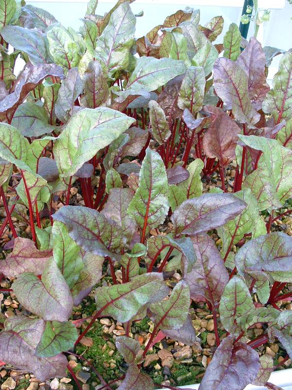Beetroot also.JPG