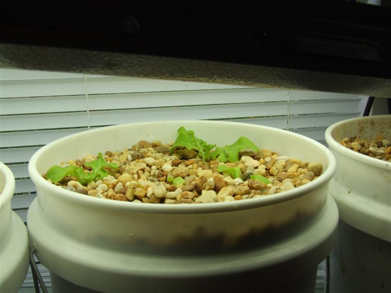 new indoor lettuce (Medium).JPG