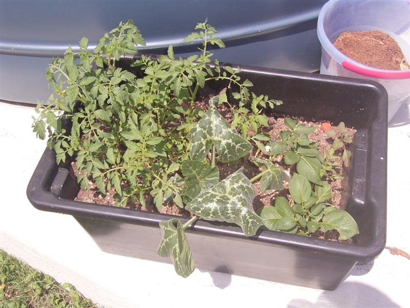 Plants 12 Oct 06 004 (Medium).jpg