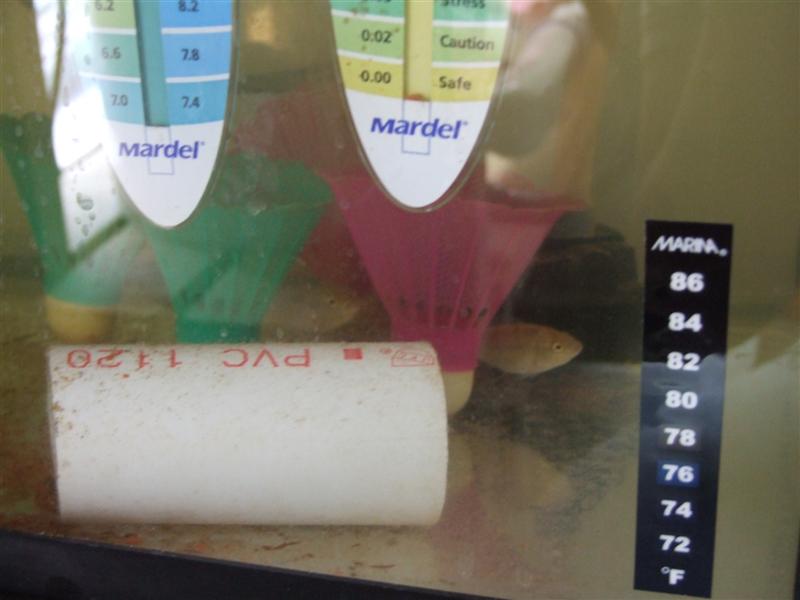 Fat little guys (Medium).JPG