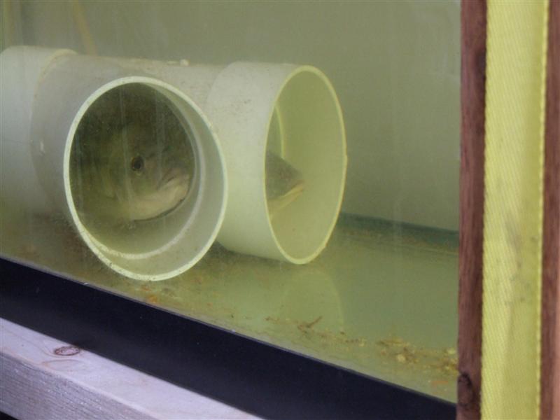 double hide (Medium).JPG