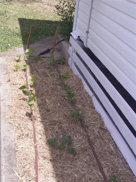 Plants 12 Oct 06 003 (Medium).jpg