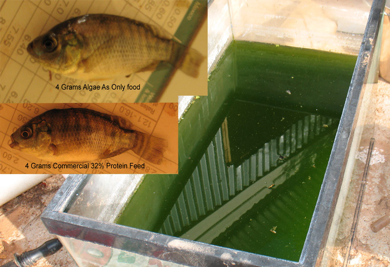 CommercailFeedVsAlgae.JPG
