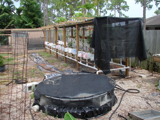 aquaponics 6.21.08 001.jpg