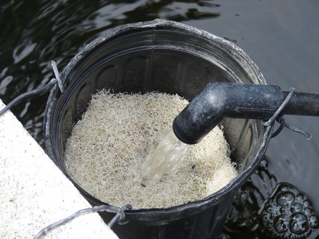 aquaponics 6.21.08 004.jpg
