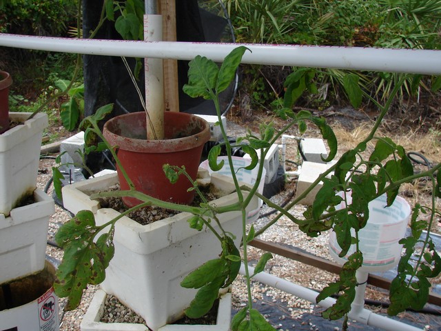 aquaponics 6.21.08 009.jpg