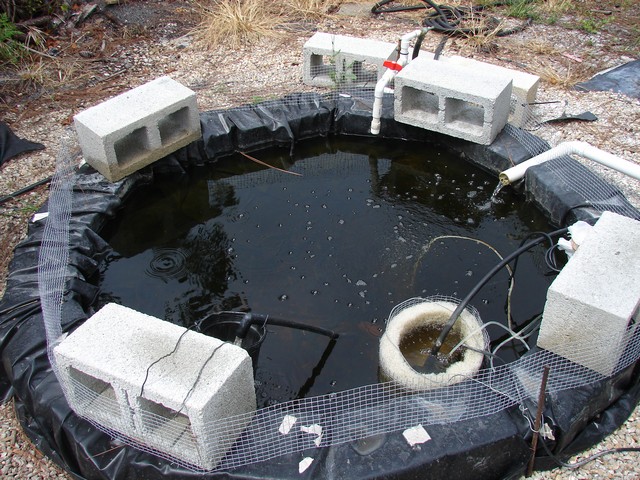 aquaponics 6.21.08 002.jpg