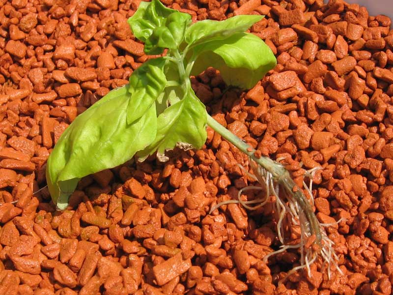 basil cutting.jpg