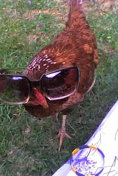 chook wit glasses.JPG