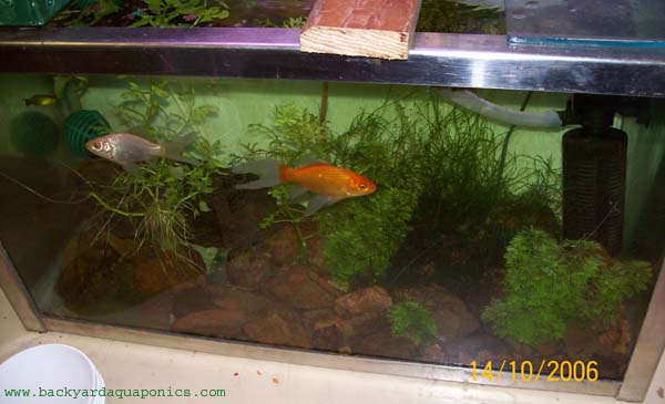 ap_in_action_tank_156 copy.jpg