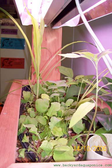 ap_plants_1_212 copy.jpg