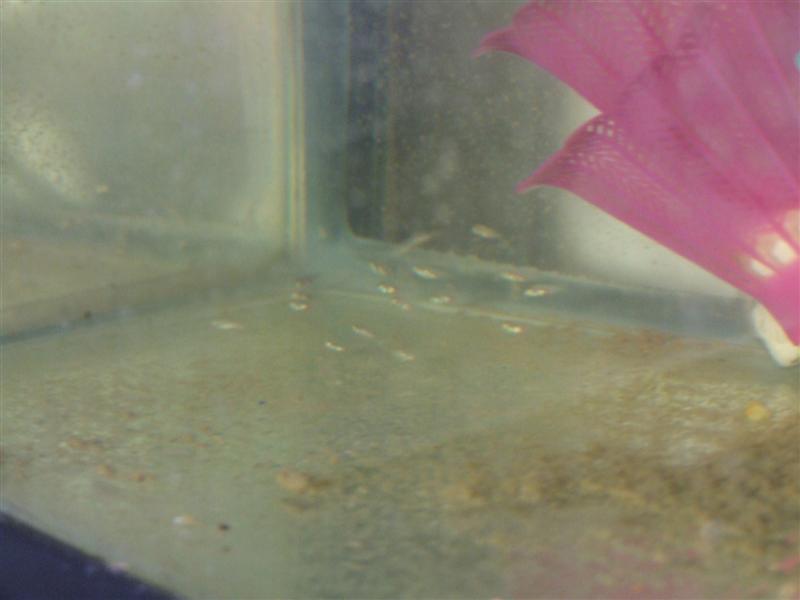 Babies 3 (Medium).JPG