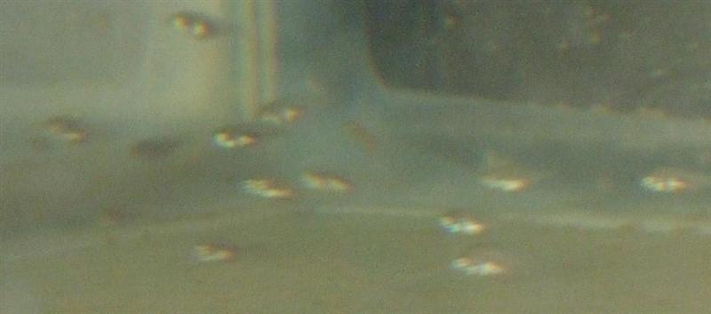 Babies 2 (Medium).JPG