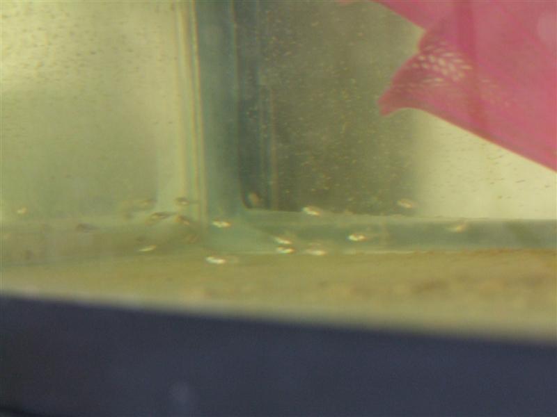 Babies 1 (Medium).JPG