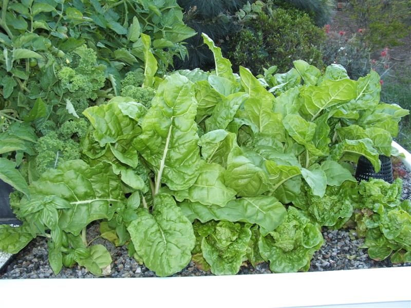 DSCF3130 (Medium).JPG