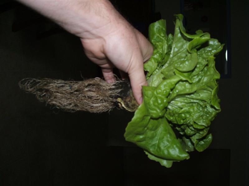 DSCF3114 (Medium).JPG