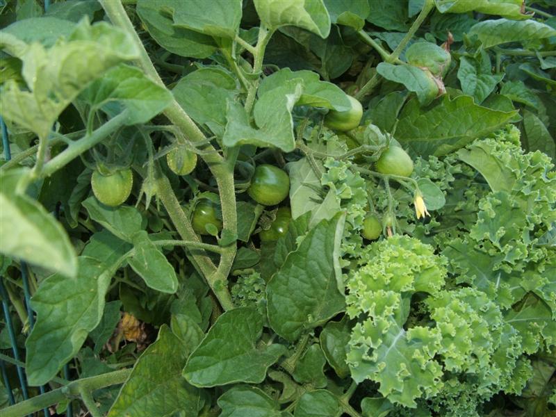 DSCF3142 (Medium).JPG