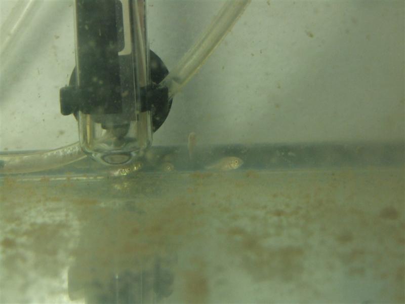 babies 2 (Medium).JPG