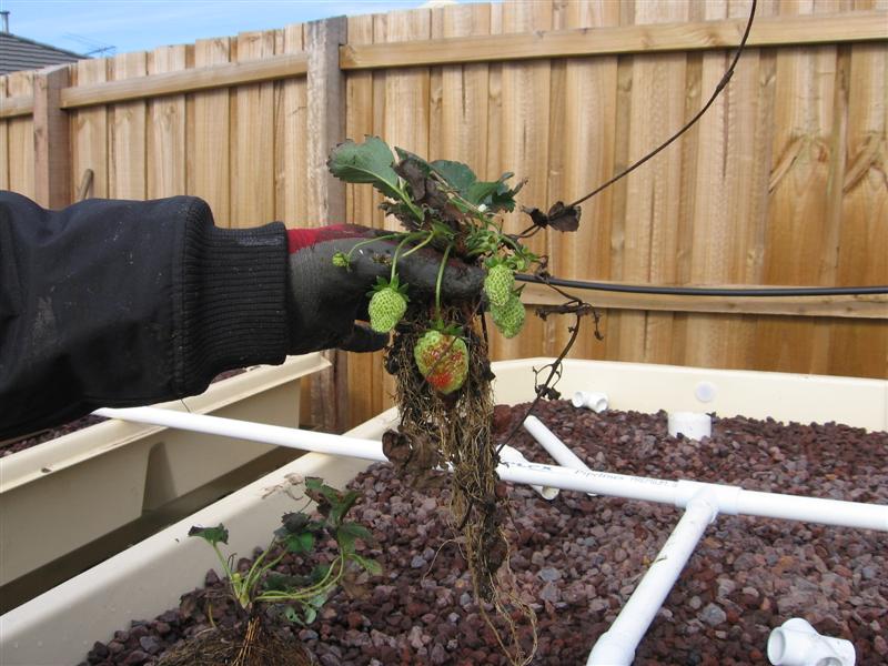 IMG_4952 (Medium).JPG