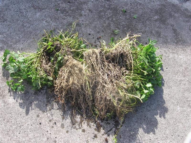 IMG_4946 (Medium).JPG