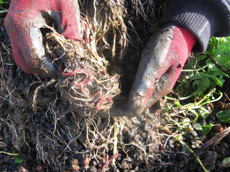 IMG_4940 (Medium).JPG