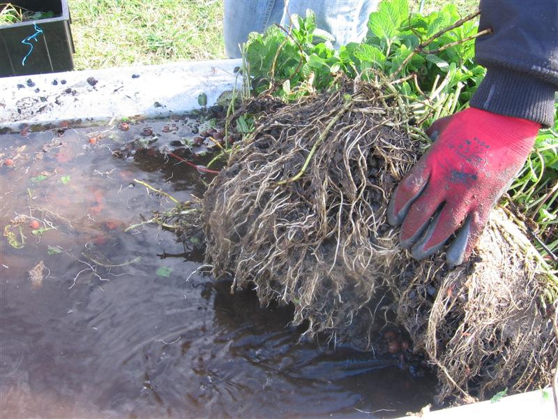 IMG_4929 (Medium).JPG