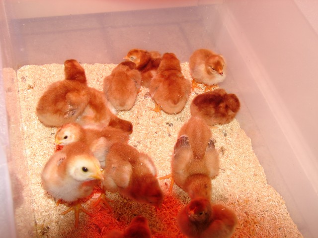 aquaponics 7.22.08 003.jpg