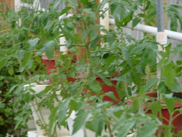 aquaponics 7.22.08 009.jpg