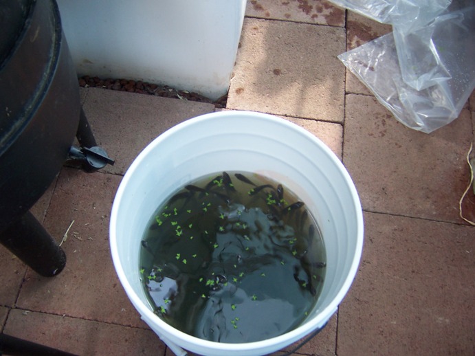 Fingerling Day 008.jpg