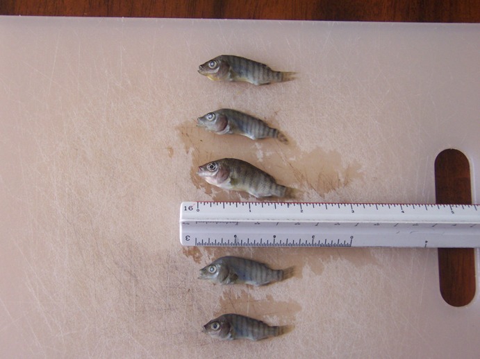 Fingerling Day 010.jpg