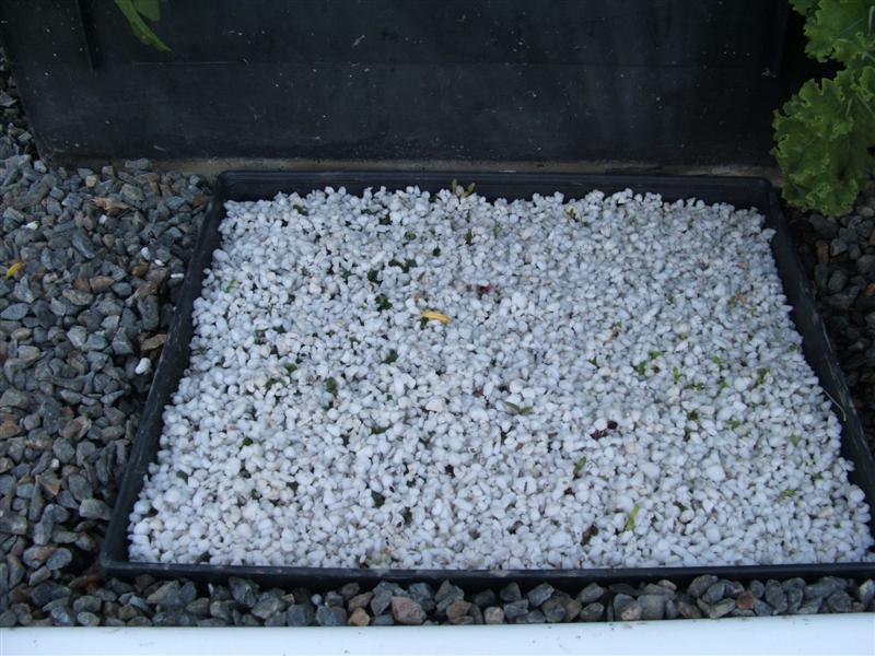 DSCF3134 (Medium).JPG