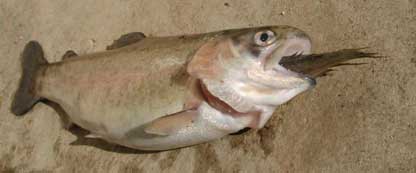 Trout1.jpg