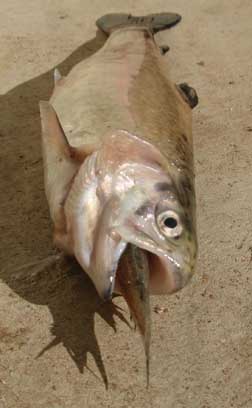 TRout2.JPG