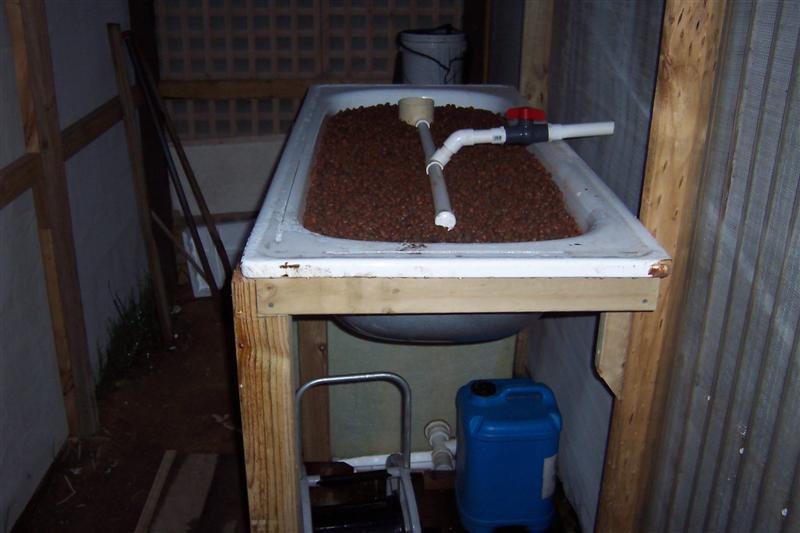 Plant growth ,and new external grow bed. 007 (Medium).jpg