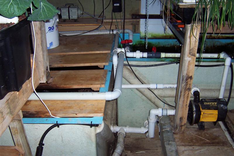 Plant growth ,and new external grow bed. 005 (Medium).jpg