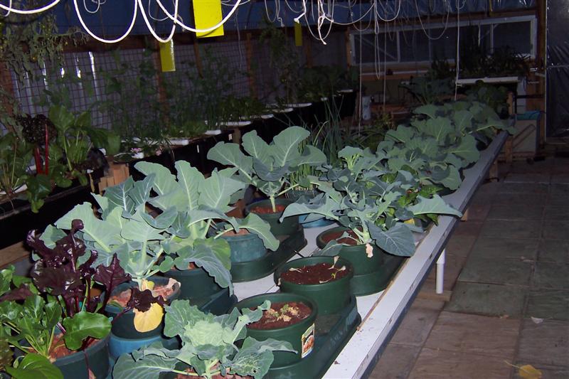 Plant growth ,and new external grow bed. 002 (Medium).jpg
