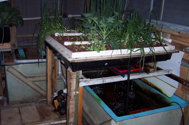 Plant growth ,and new external grow bed. 004 (Medium).jpg