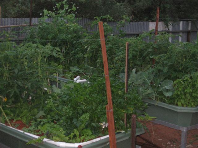 vining 31 001 (Small).jpg