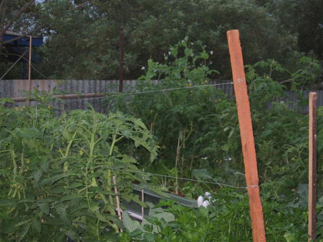 vining 31 002 (Small).jpg