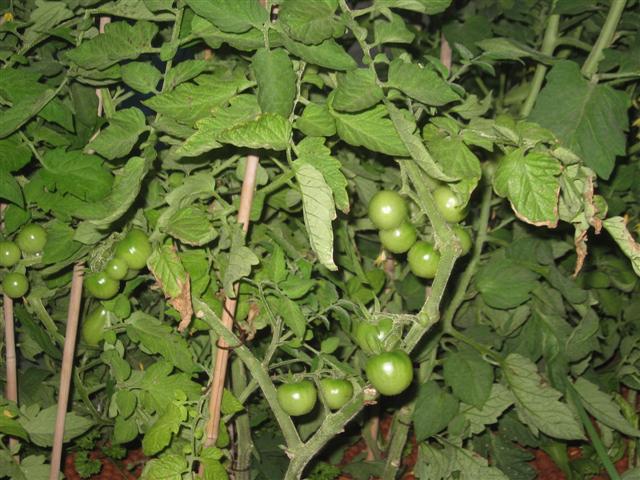 vining 31 003 (Small).jpg