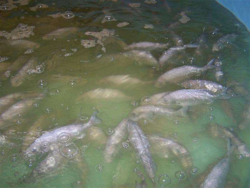 100_0604 (Medium).JPG