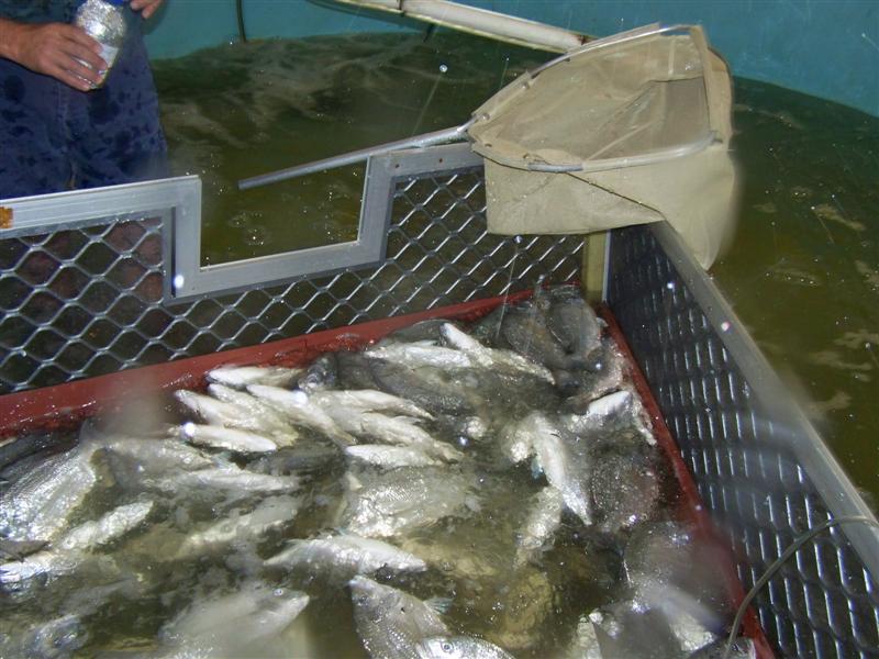 100_0622 (Medium).JPG