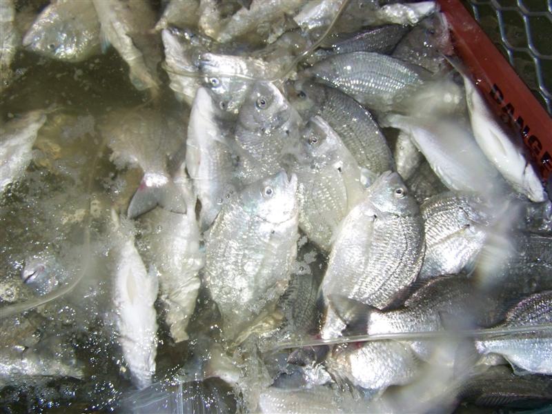 100_0623 (Medium).JPG