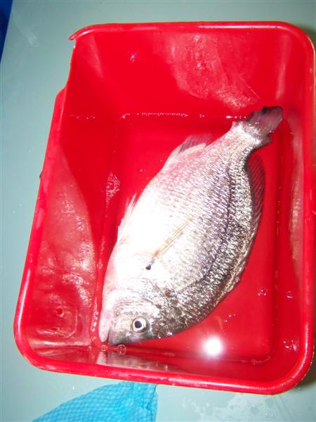 100_0636 (Medium).JPG