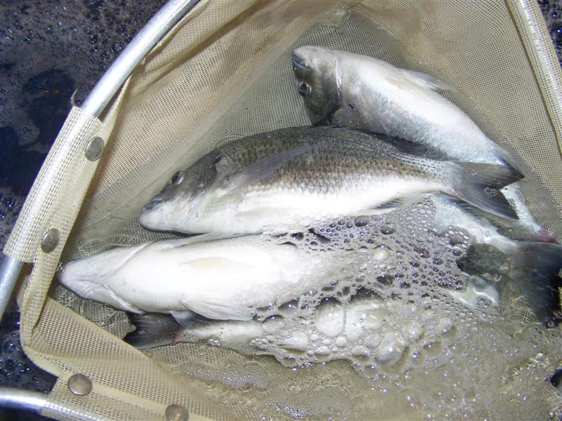 100_0647 (Medium).JPG