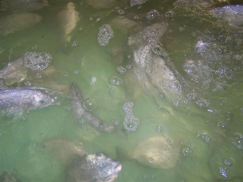 100_0648 (Medium).JPG