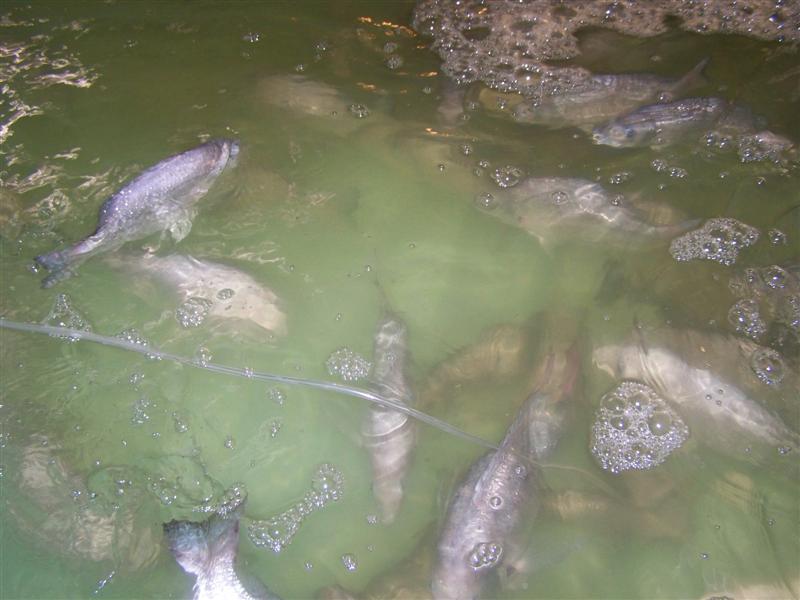 100_0649 (Medium).JPG