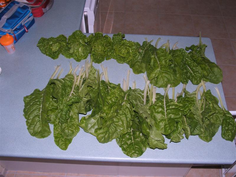 DSCF3162 (Medium).JPG