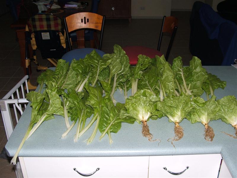 DSCF3166 (Medium).JPG