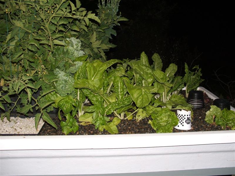 DSCF3167 (Medium).JPG